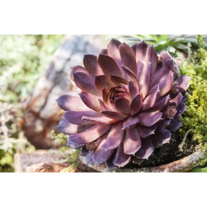 Nahaufnahme der rubinroten Hauswurz Sempervivum Marmoreum im 9x9 cm Topf.