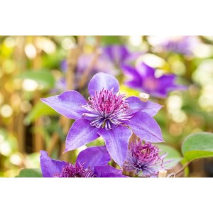 Nahaufnahme der blauen Clematis Hybride Multi Blue Waldrebe mit filigranen Blütenblättern.