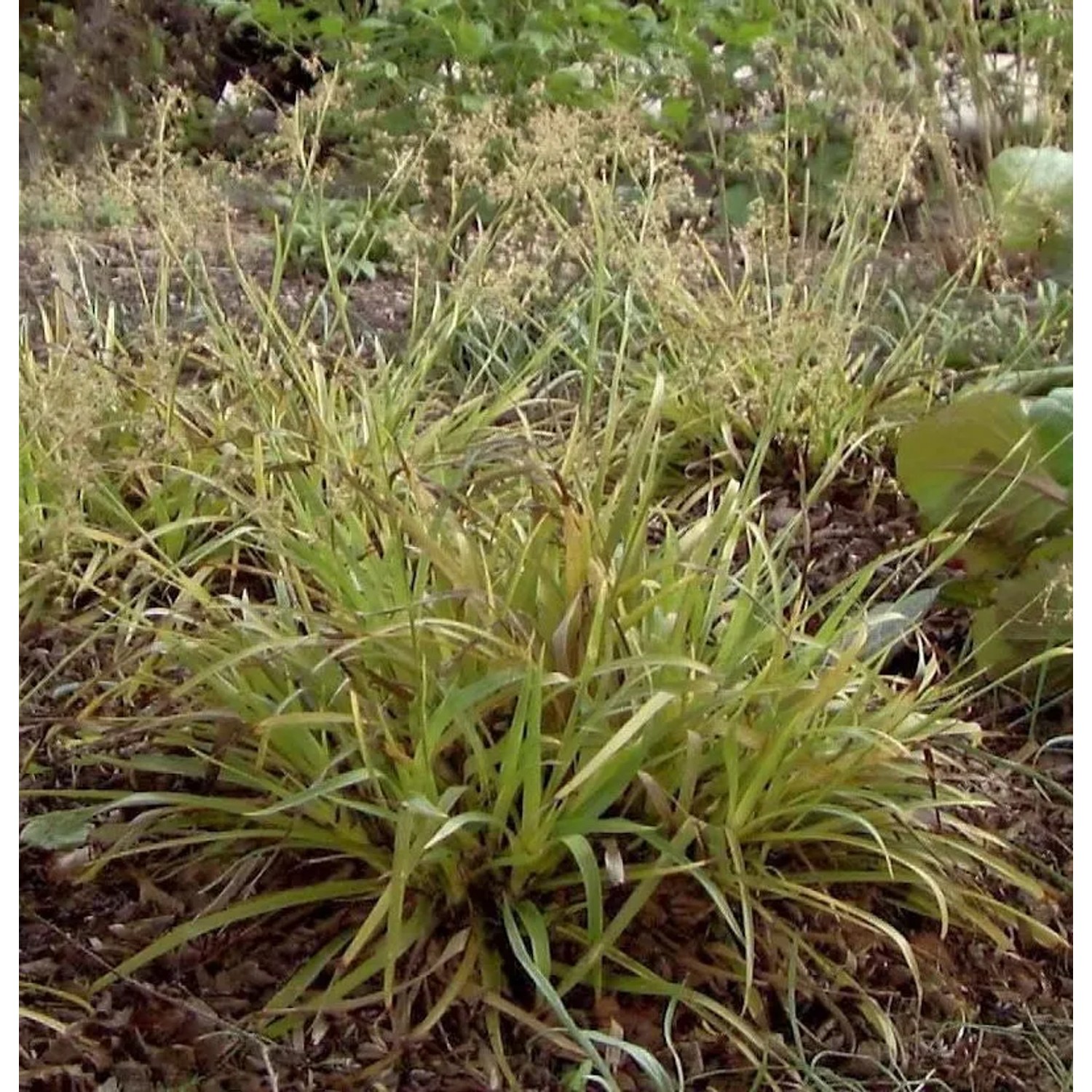 Waldmarbel Wintergold - Luzula nivea