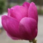Nahaufnahme einer pinkfarbenen Magnolie Cleopatra Blüte. Strauch für Garten und Beet.