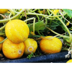 Gelbe Zitronengurken (Fruchtgemüse) im Topf, ca. 12 cm Ø.