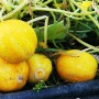 Gelbe Zitronengurken (Fruchtgemüse) im Topf, ca. 12 cm Ø.