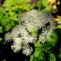 Weiße Akeleiblättrige Wiesenraute (Thalictrum aquilegifolium) mit filigranen Blüten.