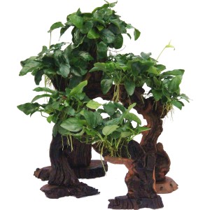 Dennerle Aquariumpflanze Mbuna mittel mit Anubias Nana auf Holzwurzel, ideal für Aquarien.
