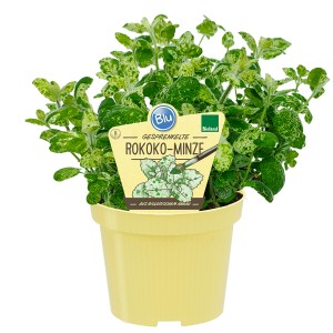 Blu Bio-Rokoko-Minze im Topf, Blätter grün-weiß gesprenkelt.
