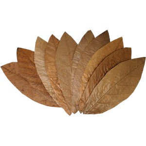 Proflora Cacao Blätter Groß für Aquarium-Wasserwertkorrektur, braune Blätter.