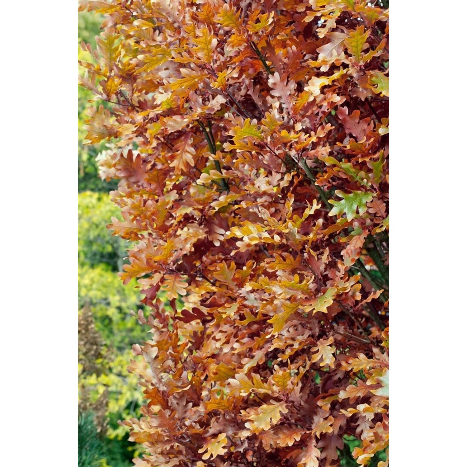 Quercus Bimundorum Crimschmidt Eiche 60–100 cm günstig online kaufen