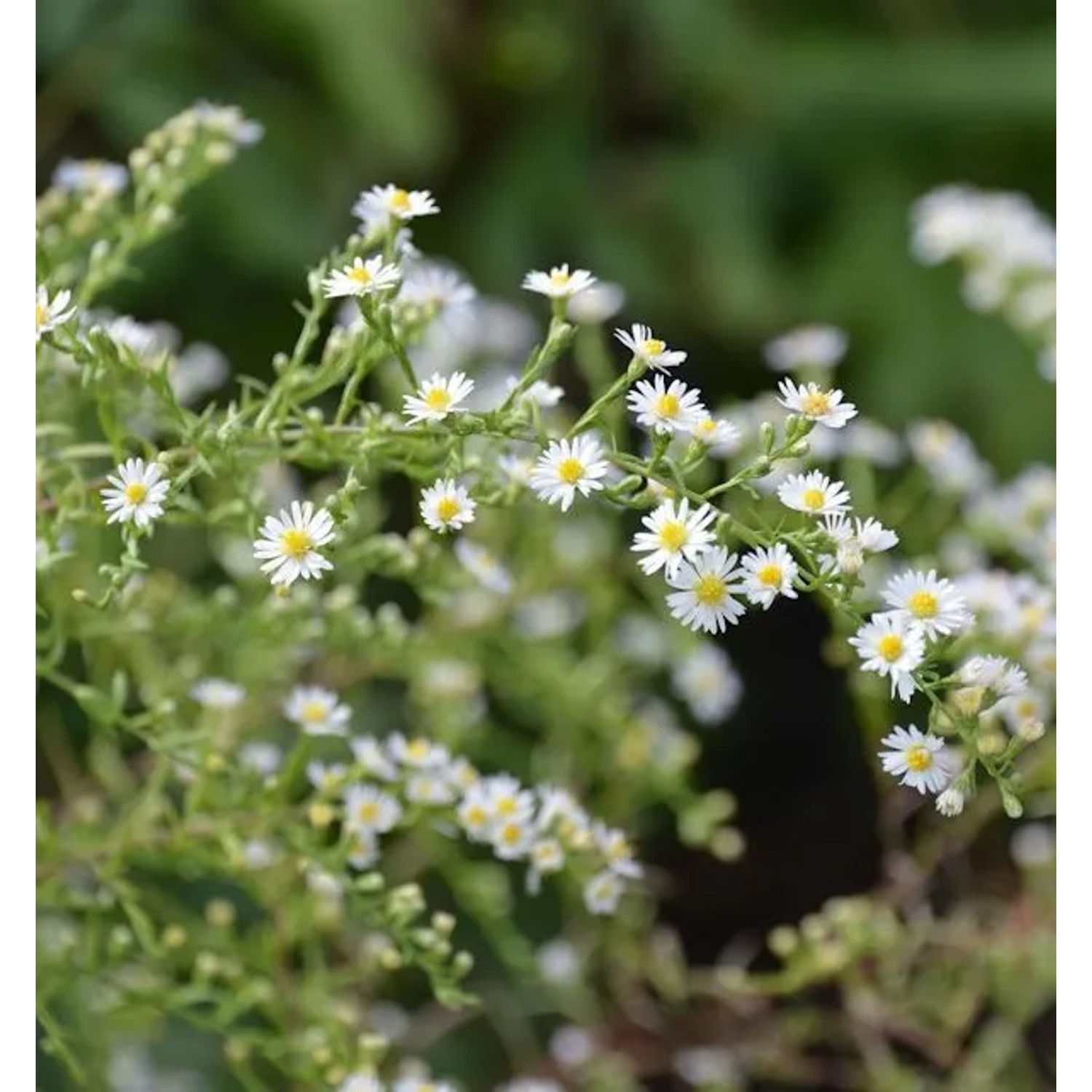 Myrtenaster Schneegitter - Aster ericoides