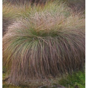 Bronze Segge (Carex comans) im Detail, eine dekorative Staude.