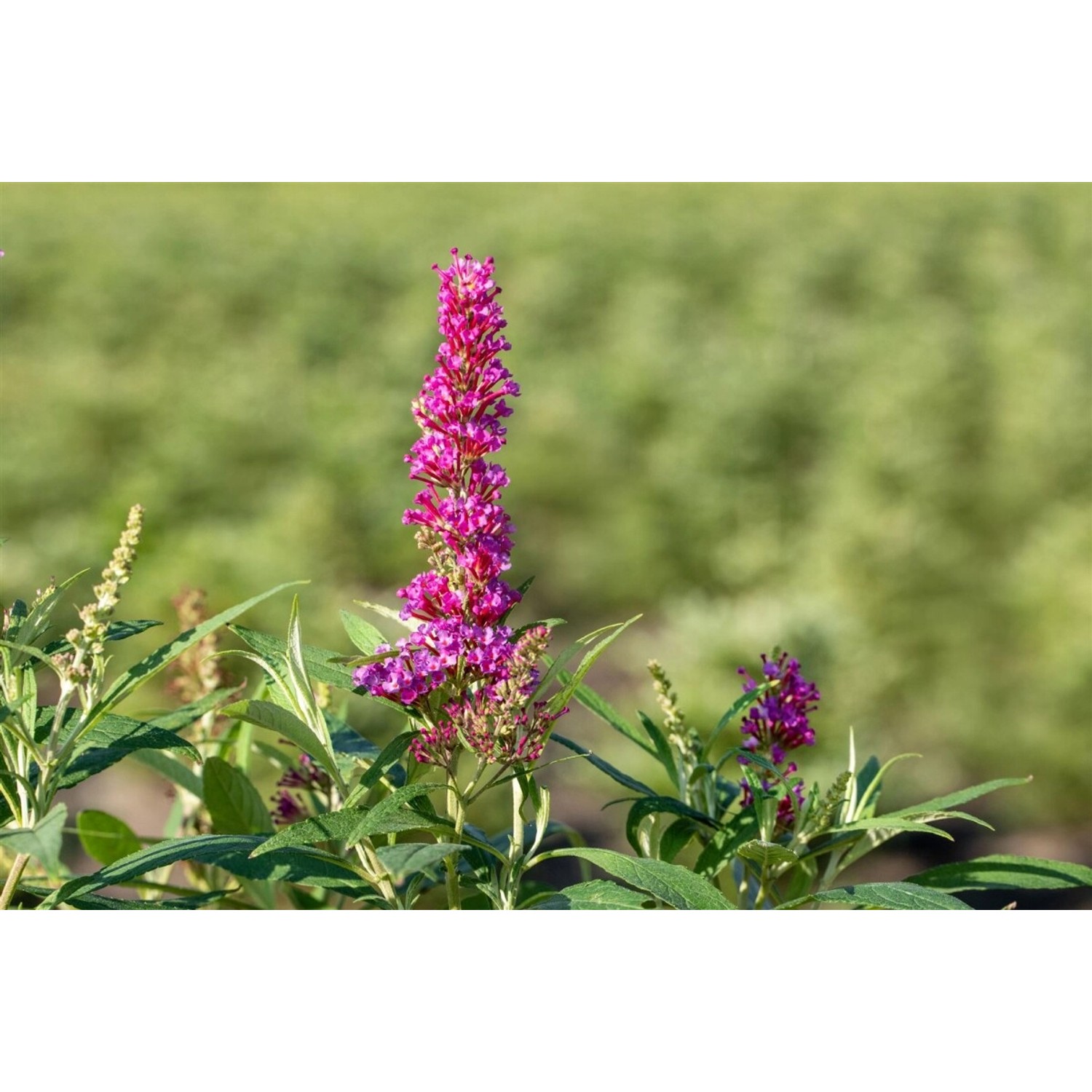 Buddleja Davidii Schmetterlingsstrauch Butterfly Tower 40-60 cm günstig online kaufen