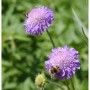 Nahaufnahme von zwei lila blühenden Ackerskabiose (Knautia arvensis) Stauden mit Insekten.