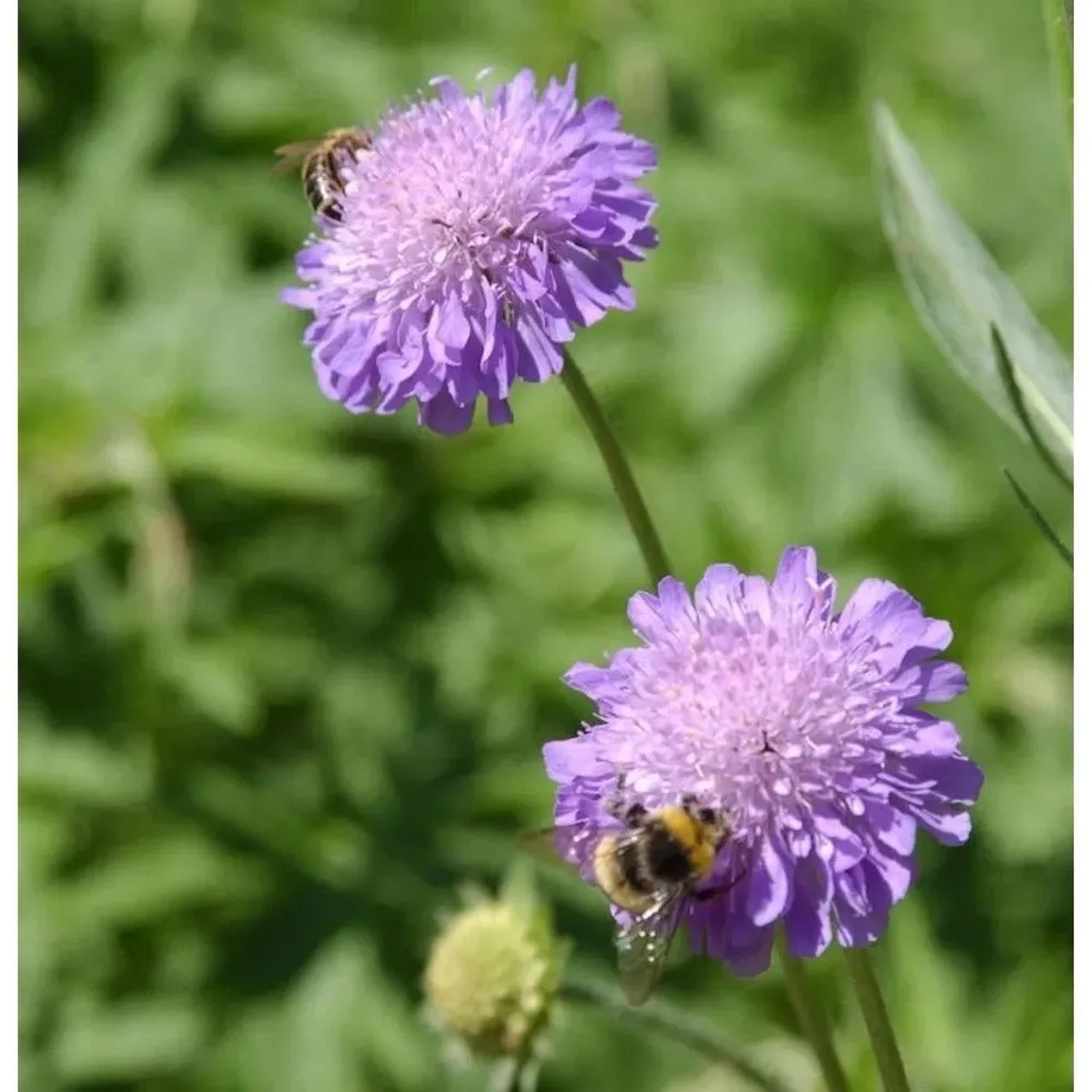 Ackerskabiose - Knautia arvensis