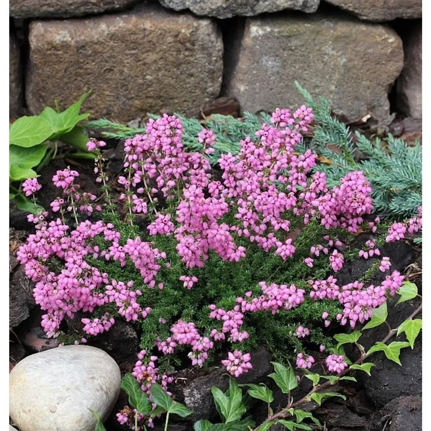 10x Grauheide Rosita - Erica cinerea