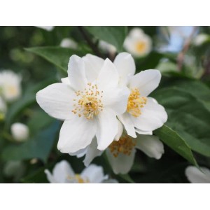 Nahaufnahme von weißen Blüten des Europäischen Pfeifenstrauchs (Baumfink) im Topf.