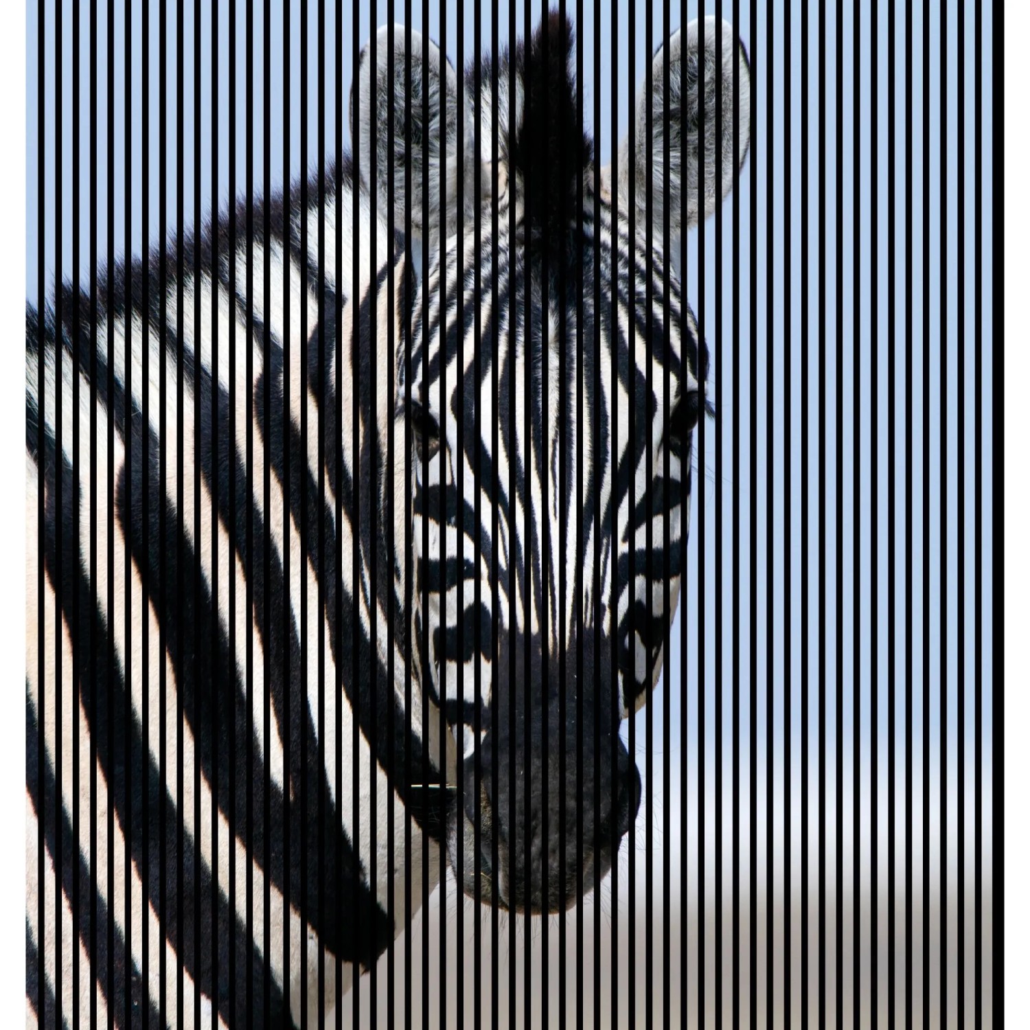 FN Acustico Akustikplatte Zebra 1 PET u. MDF Foliert 2.253 x 19 x 2.400 mm