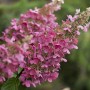 Rispenhortensie Pinky Winky mit rosa-weißen Blüten auf einem Stamm von 120 cm Höhe.