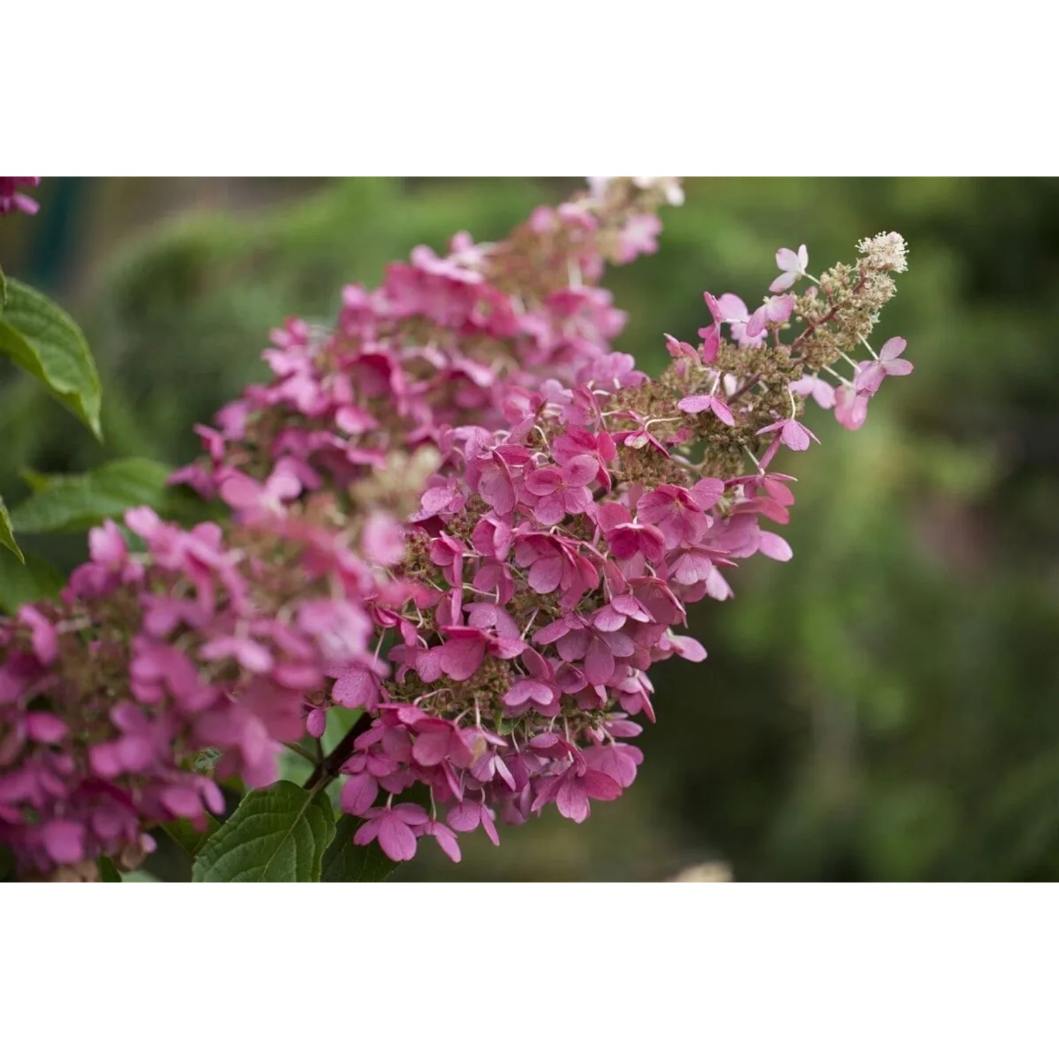 Rispenhortensie Pinky Winky mit rosa-weißen Blüten auf einem Stamm von 120 cm Höhe.