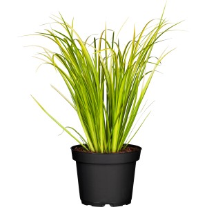 GROW by OBI Kalmus Ogon im Topf, eine dekorative Zierpflanze mit grün-gelben Blättern.