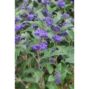 Caryopteris Grand Bleu Bartblume mit blau-violetten Blüten und grünen Blättern.