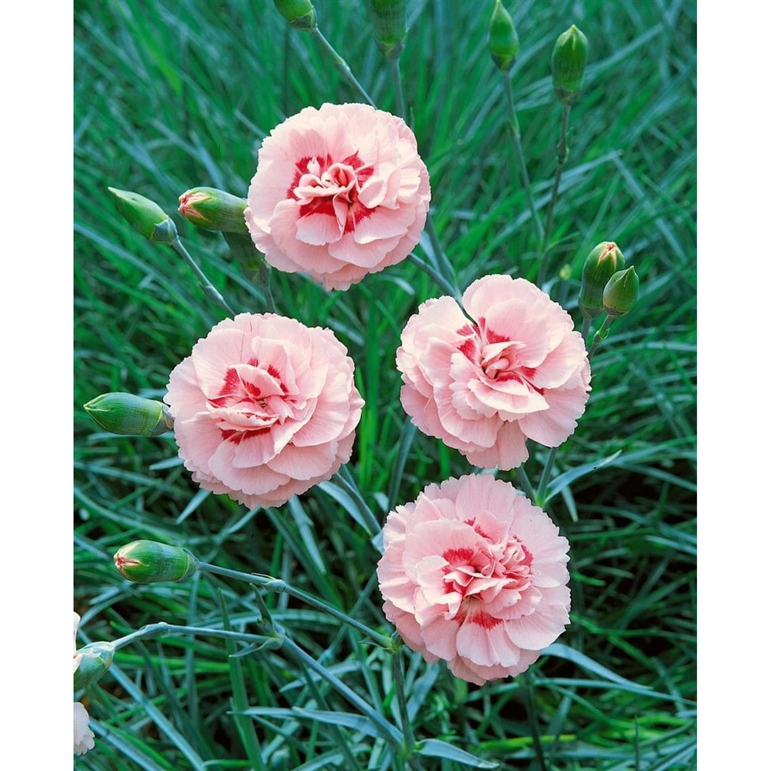 Dianthus Plumarius Doris Pfingstnelke Ca. 9x9 cm Topf günstig online kaufen