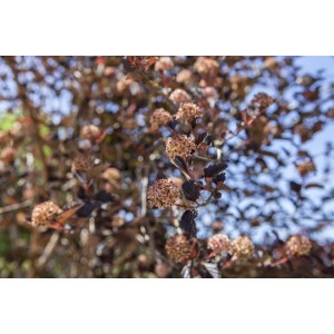 Blasenspiere 'Physocarpus Opulifolius' mit auffälligem, dunklem Laub und Blütenständen.