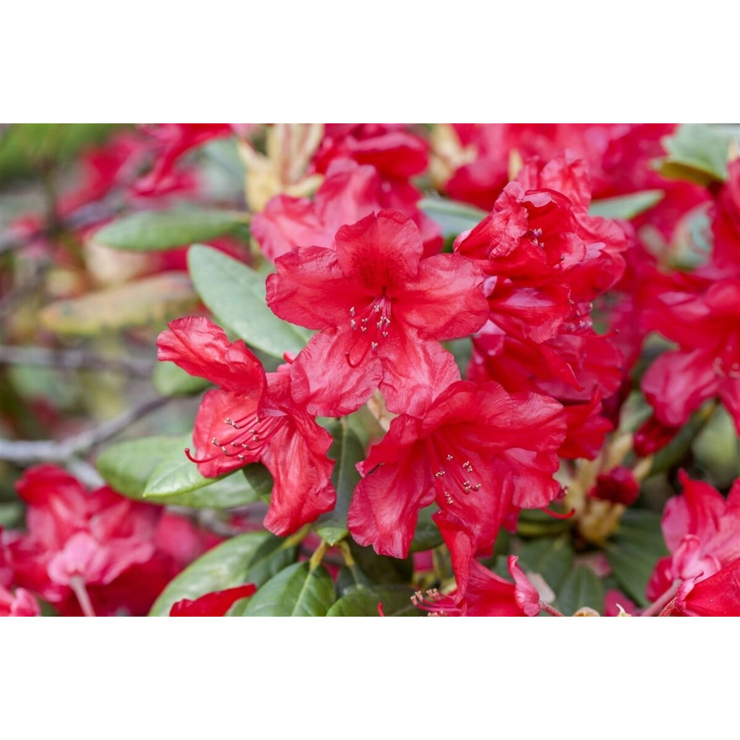 Rhododendron Yakusimanum Bohlkens Roter Stern Rot 25–30 cm günstig online kaufen