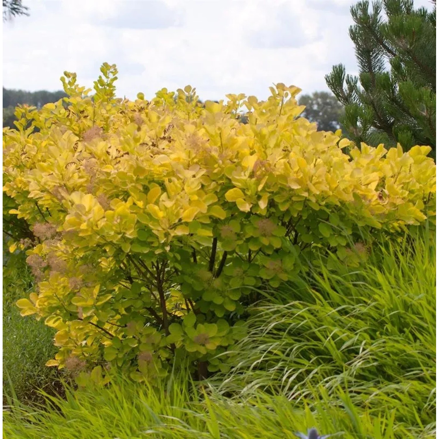 Perückenstrauch Golden Spirit 25-30cm - Cotinus coggygria günstig online kaufen