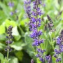 Blühender Salbei im Themenset Blüten- & Farbenmeer, lila Blütenkerzen im Beet.