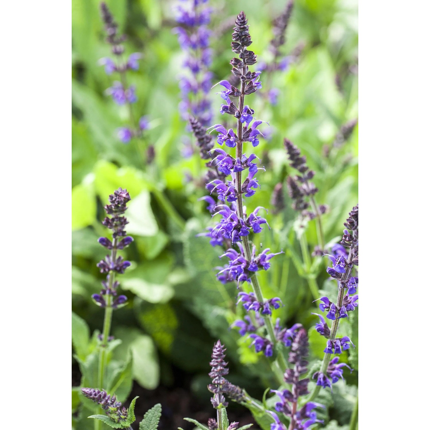Blühender Salbei im Themenset Blüten- & Farbenmeer, lila Blütenkerzen im Beet.