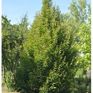 Säulen Hainbuche (Carpinus betulus Fastigiata), 40-60cm, grüne Blätter. Strauch für Garten.
