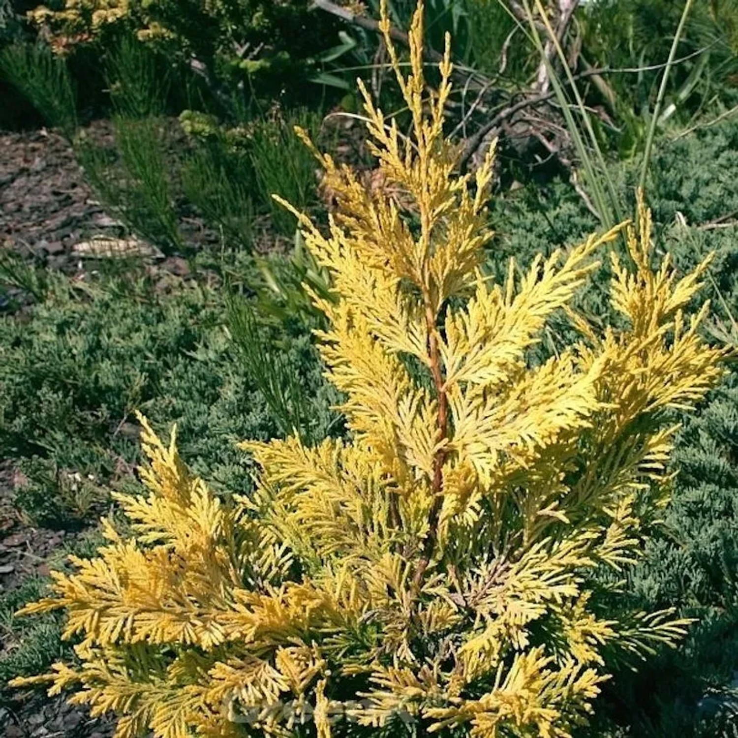 Leyland Zypresse Gold Rider 60-80cm - Cupressocyparis,eylandii