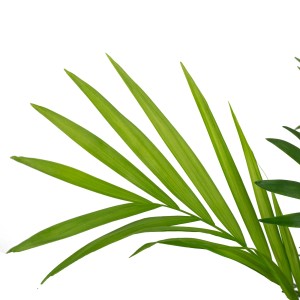 Nahaufnahme einer grünen Bergpalme (Chamaedorea). Tropische Zimmerpflanze mit gefiederten Blättern.