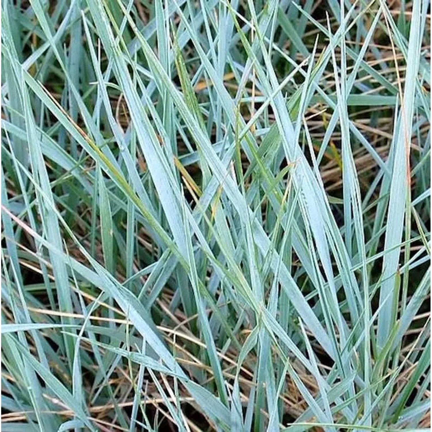 Magellan Blaugras - Agropyron magellanicum