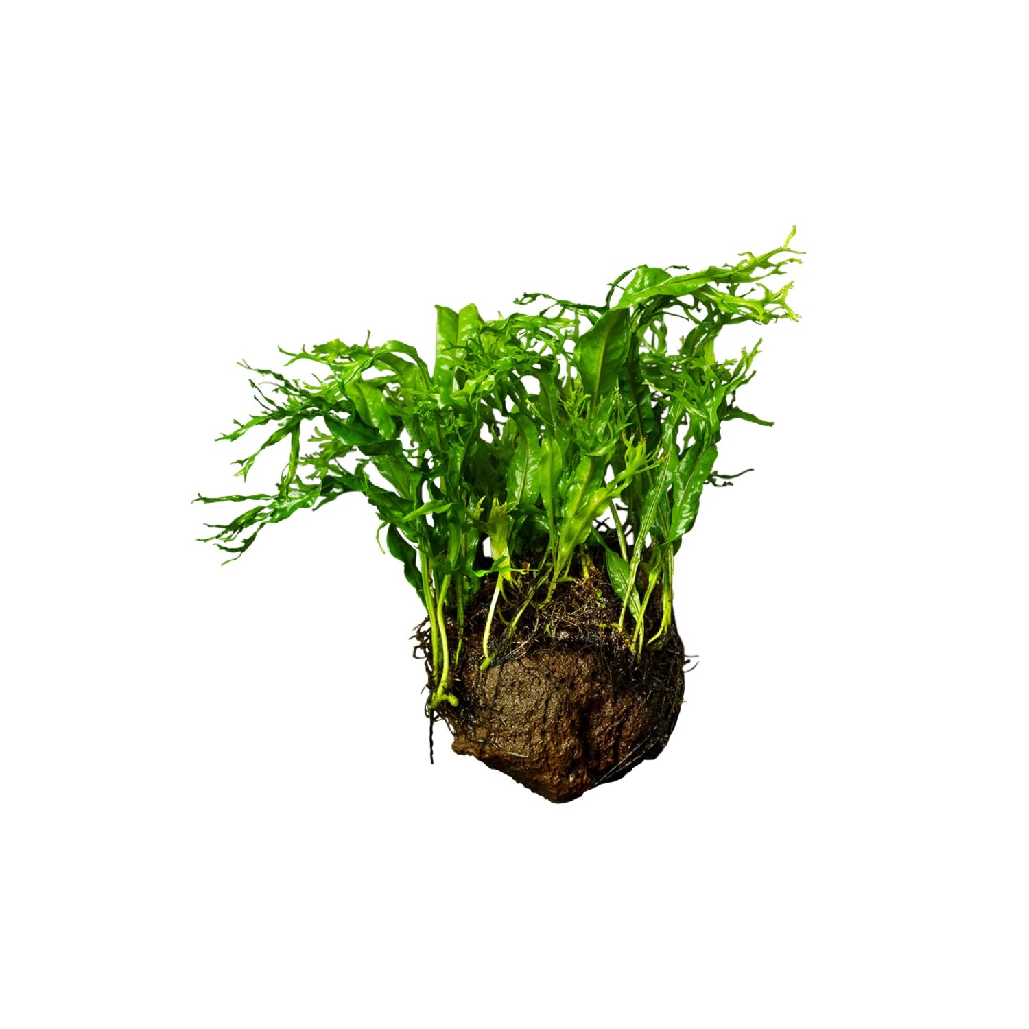 Microsorum pteropus Windeløv auf Lava