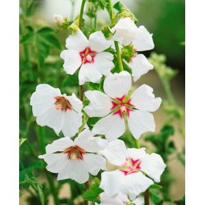Nahaufnahme der weißen Blüten der Lavatera X Olbia 'Blushing Bride' Buschmalve im Topf.