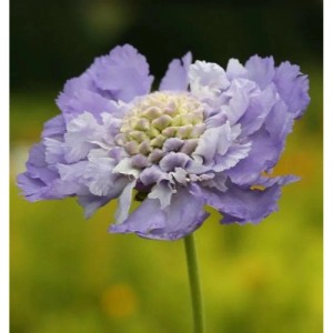 Nahaufnahme einer lila Kaukasus Skabiose (Scabiosa caucasica) Blüte.