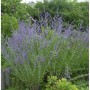 Blauraute 'Blue Spire' im Garten: Blühender Strauch mit blau-violetten Blütenähren.