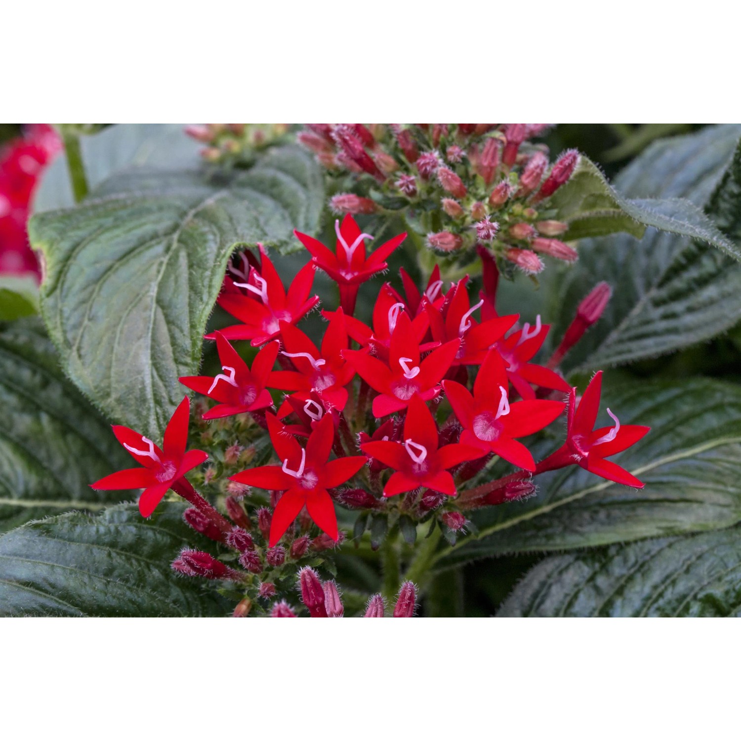 Fünfzahlstrauch 'BeeBright Lipstick' von GROW by OBI mit leuchtend roten, sternförmigen Blüten.