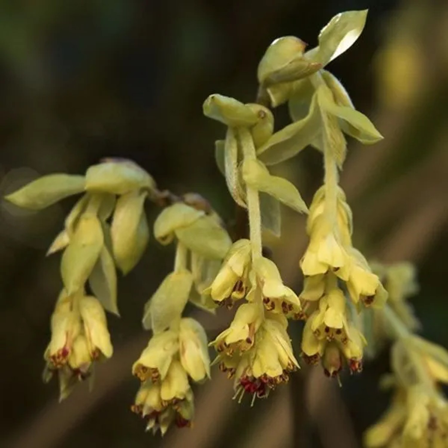 Scheinhasel Corylopsis pauciflora 60 bis 80 cm im Container Frühblühend