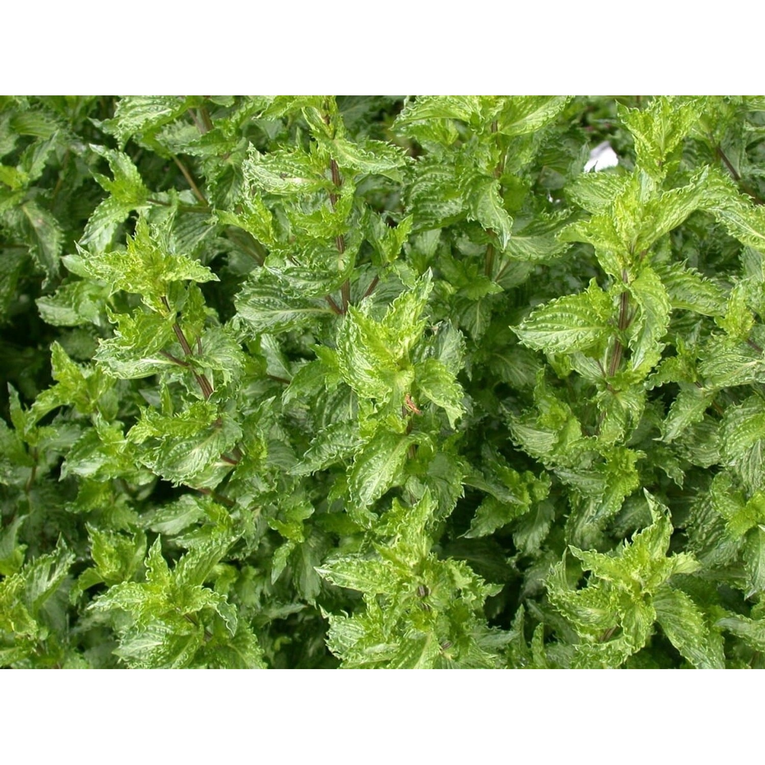Mentha Spicata Crispa Krauseminze Ca. 11x11 cm Topf günstig online kaufen