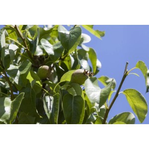 Nahaufnahme: Pyrus Communis Decora Birnbaum mit jungen Früchten und grünen Blättern vor blauem Himmel.