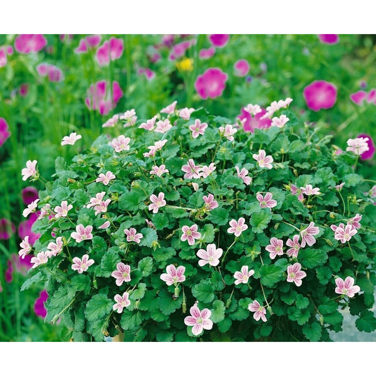 Erodium X Variabile Roseum Reiherschnabel Ca. 9x9 cm Topf günstig online kaufen