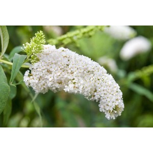 Nahaufnahme des weißen Schmetterlingsstrauchs 'White Bouquet' mit üppigen Blüten.