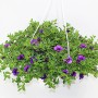 Blühende Beetpflanzen-Ampel mit blauem Farbthema im 27 cm Topf.