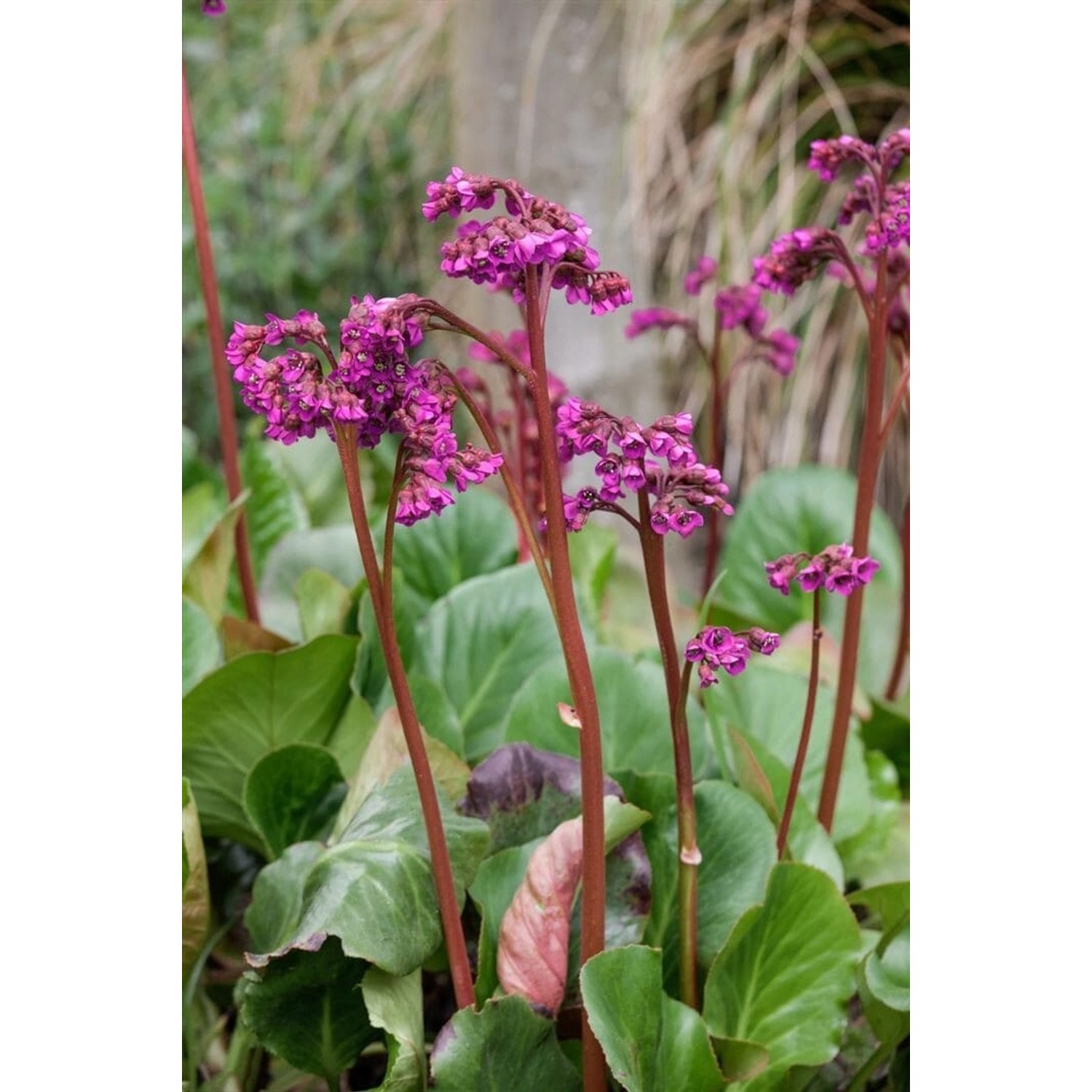 Bergenia Cordifolia Baby Doll Herzblatt Bergenie Ca. 11x11 cm Topf günstig online kaufen