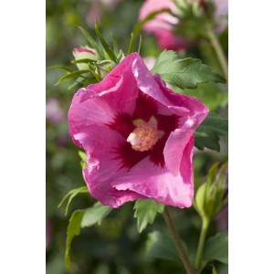 Nahaufnahme einer leuchtend pinken Roseneibisch-Blüte (Hibiscus syriacus) mit grünen Blättern.
