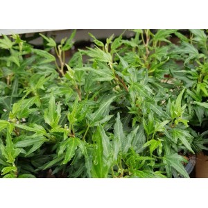 Efeu (Hedera helix) kaufen bei OBI