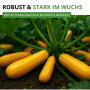 Goldgelbe Zucchini 'Gold Rush F1' im Gartenbeet. Robuste Sorte, Gemüsesamen für ertragreiche Ernte.