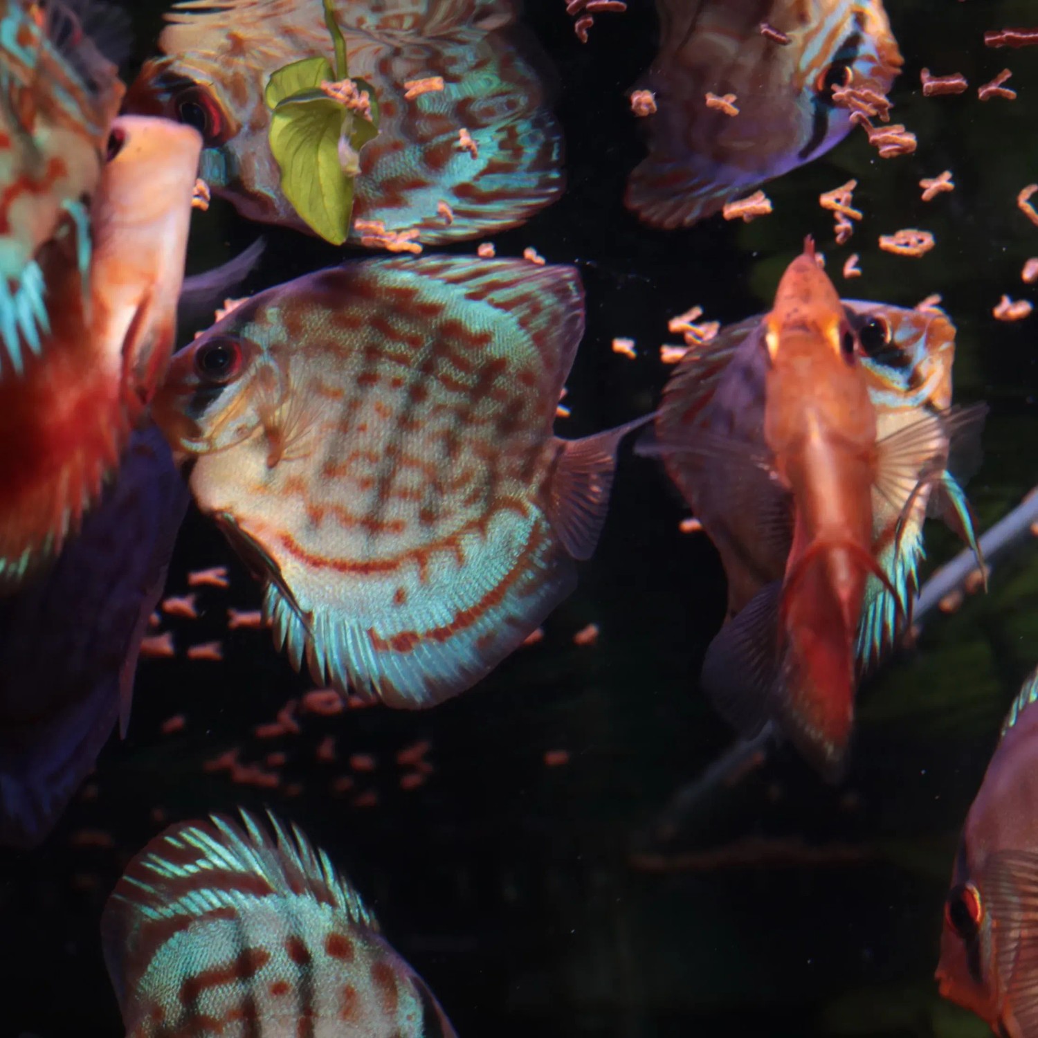Aquarium mit Diskusfischen, die JBL Pronovo Insect Sticks S Fischfutter fressen.