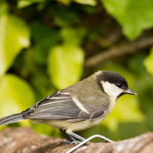 Kohlmeise auf Ast vor grünem Laub. Zeigt Wildvögel, die Klasebo Vogelfutter mit Mehlwürmern und Sonnenblumenkernen fressen.